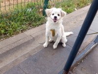Maltese köpeğimize yuva arıyoruz
