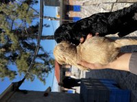 Maltipoo yavrularımız