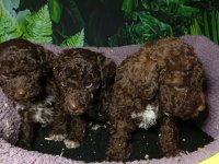 IRK VE SAĞLIK GARANTİ LAGOTTO YAVRULARIMIZ