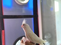 Bebek sultan papağanları