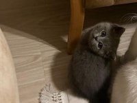 British Shorthair 2 Aylık
