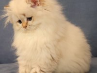 British Longhair