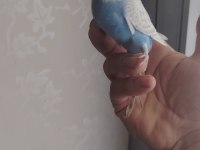 Bebek yavru muhabbet kuşu