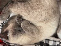 British shorthair blue point
