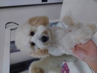 Minyatür Poodle