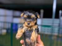Teacup Mini Boy Yorkshire Terrierler