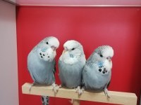 Bebek Show Jumbo Muhabbet Kuşlar
