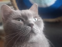 British shorthair dişi