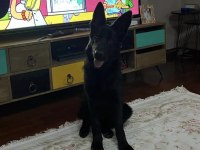 Şecereli solid black alman kurdu yavruları