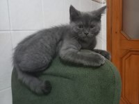 BRITISH SHORTHAIR KEDİMİ SAHİPLENDİRİYORUM