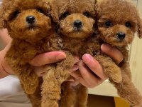 Toy Poodle Yavruları