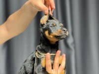 Safkan doberman