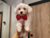 Bembeyaz Tüyleriyle Maltese Terrier Yavrusu