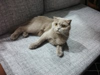 Scottish Fold Kedimiz