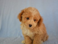 BÖYLE MALTİPOO GÖRMEDİNİZ