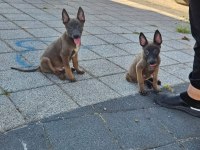 Belçika malinois
