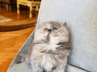 RENGARENK CHİNCHİLLA KEDİSİ