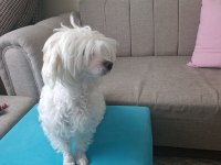 Pet eğitimli sevimli oyuncu maltese terrier