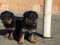 KOCA KAFA MACAR ROTTWEİLER