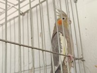 2 yaşında barut gibi dişi eşe hazır sultan papağanı