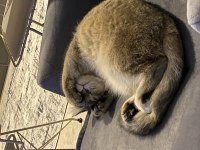 SCOTTİSH FOLD KEDİSİ