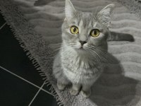 15 aylık dişi british shorthair