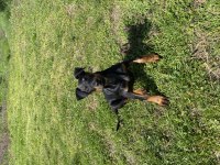 3 dişi harika doberman