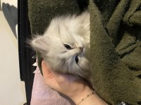 British Shorthair Beyaz Erkek