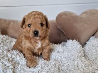 Ruhsatlı Köpek Çiftliğinden Maltipoo Yavrularımız 