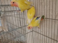 Yavru alıştırmalık sevda papağanları