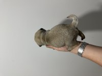 2 aylık pug yavrular