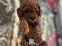 Dişi Toy Poodle