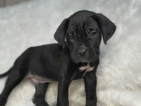 Hem ev hem bahçeye uygun ırk cane corso