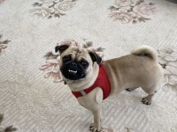 1.5 YAŞINDA AŞILI KARNELİ DİŞİ PUG