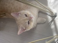 British shorthair yavru 3.5 aylık