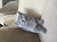BRITISH SHORTHAIR 55 GÜNLÜK