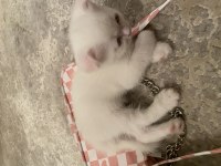 Sahibinden scottish fold kedisi