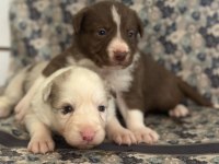Her renk Border Collie yavrular