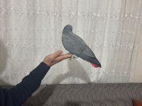 Konuşan jako ve bebek jako