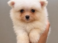 Yavru Pomeranian Yavrumuz