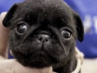 Pug Safkan Siyah