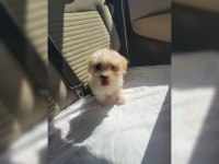 Maltipoo Minişimm
