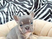 FRENCH BULDOG EGZOTİK YAVRULAR