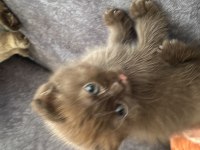 Minik british shorthair kediler