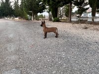 Eğitime çok açık süper bir yavru belçika kurdu