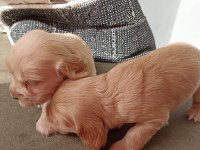 40 günlük cocker yavrularımız