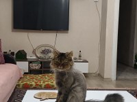 CHİNCHİLLA OĞLUMUZA EŞ
