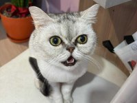British shorthair dişi 7 aylık