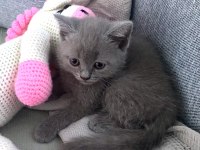 British shorthair yavru gri minnoş