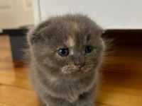 Scottish fold dişi 46 günlük